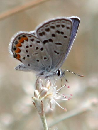 acmon-blue-butterfly12